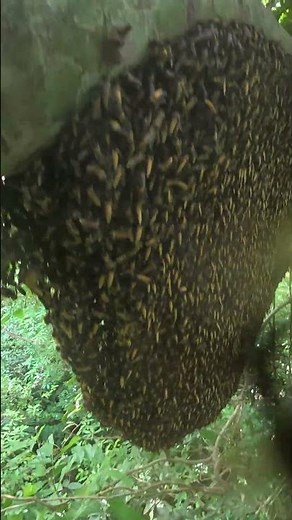 Close-Up of Wild Giant Honey Bee Nest in the Jungle