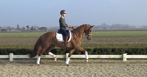 71K views · 815 reactions | *sold* For sale, 4 year old mare, UB40 x...