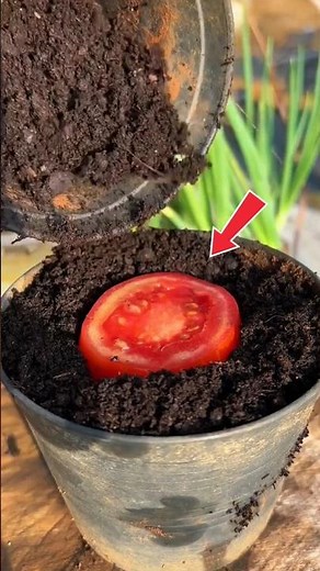 tomatoes plant careing and easy growing method