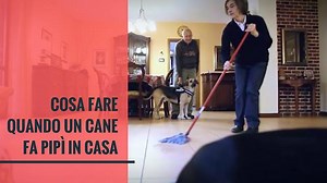720K views · 688 reactions | Cosa fare quando un cane fa pipì in casa Mettere il muso nella pipì? Basta! Non è un dispetto! Articolo di approfondimento: https://goo.gl/l4iTgo | Angelo Vaira | Facebook