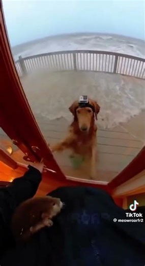 A noble sacrifice by the dog! He will be remembered #georgecross #battledogs #scottiedogs #dogstrust