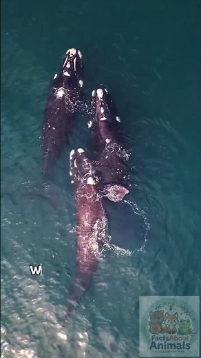 Whales Are Bigger Than Dinosaurs - How Ocean Mammals Evolved From Land Animals.