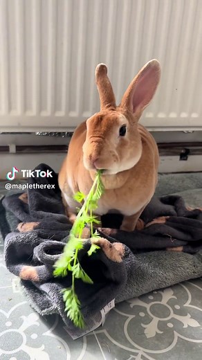 Maple the Rabbit and Her Tiny Carrot Discovery