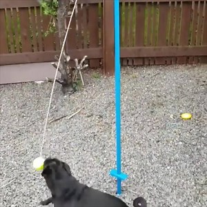 70K views · 618 reactions | How to keep your dog entertained for hours...  | Lovimals | Facebook