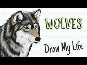 CURIOUS FACTS ABOUT WOLVES | Draw My Life