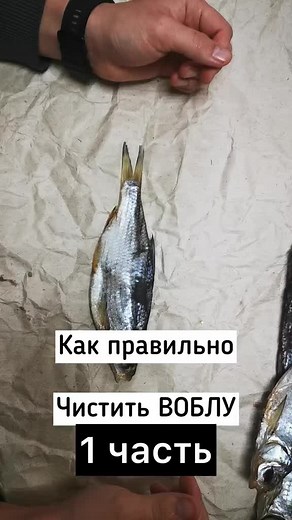 Клевая Рыбка sur TikTok