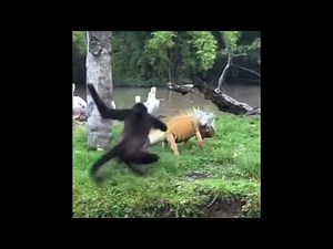 Monkey And iguana FIGHT at Florida Zoo!