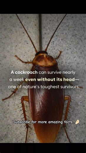 Cockroach Without Head Still Alive? 😳 | Shocking Fact #shorts #facts