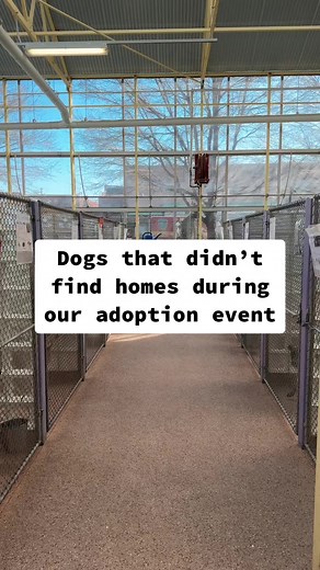 Yesterday, we hosted an adoption event for our long-term dog residents. While several found homes, many did not. But, we know, someday, their families will come. Until then, we will love endlessly. ❤️ #pspca #spca #adoptme #rescuedog #adoptdontshop #pittiesoftiktok #shelterdog #dogsoftiktok #fyp