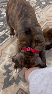 2.8K views · 141 reactions | Training night part 2 Part 6 | Angels by the Dozen Boxers | Facebook