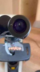 Canned Fish Under the Microscope