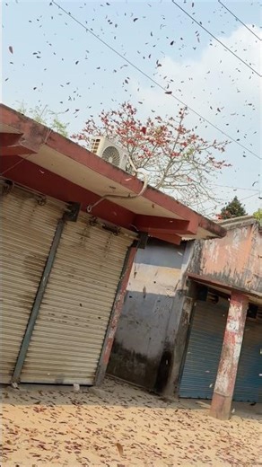 Beautiful Slow Motion Falling Leaves 🍂 | Shot on iPhone 17 Pro | Nature Relaxing Video