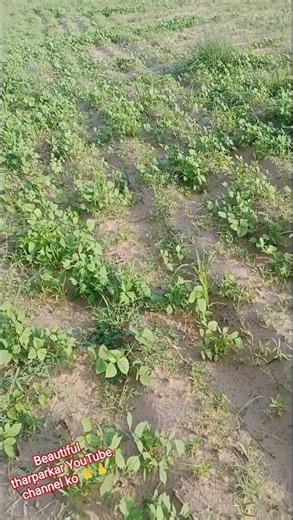 #beautiful tharparkar YouTube channel ko 🙏🙏🙏