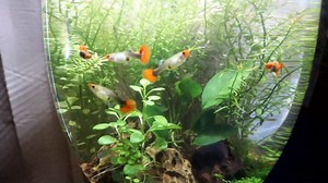 Today we add some super beautiful live bearing fancy guppies to the small no filter aquarium! To my surprise, one of the female guppies has already released some babies :) guppies are a great addition to a beginner tank or community aquarium in general. Can't wait to see what happens! | Aquapros