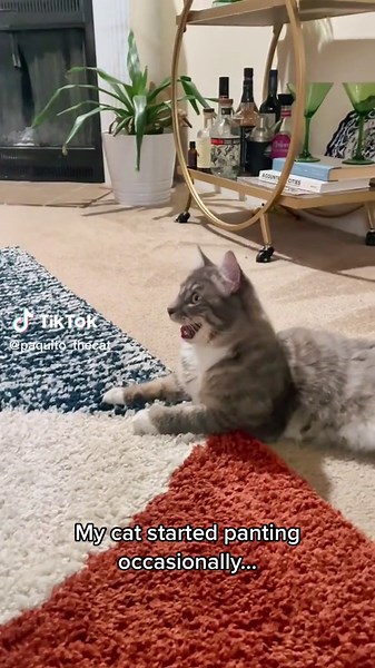 Cat Dehydration: Signs, Symptoms, and Solutions