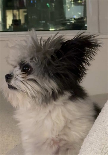 no joke. #pomeranian #shitzu #maltese | dog