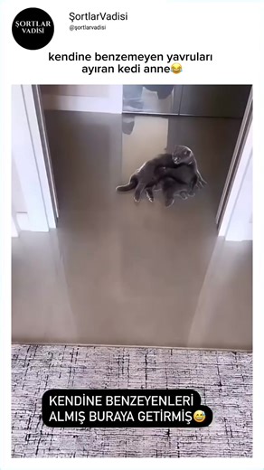 Komik Kedi: Babaya Benzeyen Yavruları Ayırıyor