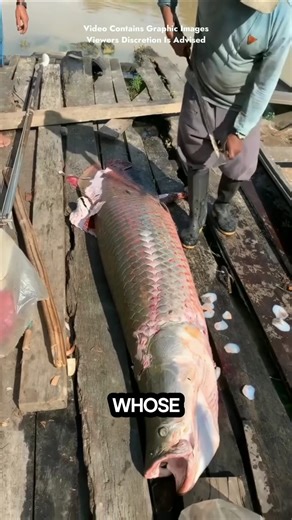 The Amazon Fish With Unbreakable Scales