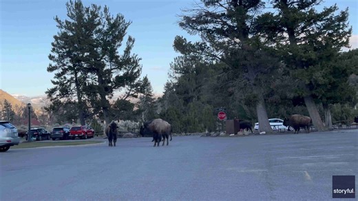 'Rush-Hour Traffic': Herd of Bison Roams Town in Yellowstone National Park
