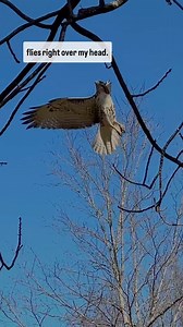 Watch a Red-tailed Hawk hunting a squirrel on this week’s #trailtuesday I got super lucky and was able to watch an entire #redtailedhawk hunt! Disclaimer: it does catch and kill the squirrel. Red-tailed Hawks are probably the most common hawk in North America and they live in Shelby Park and Bottoms year-round. They eat mostly mammals and hunt by diving from treetops 🌳(or light poles) or riding thermals looking for prey. Red-tailed Hawk’s screaming call is used by Hollywood as the default cry f