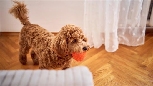 Cockapoo Looking for Her Toys After Mom Cleaned up Is Full of Cuteness