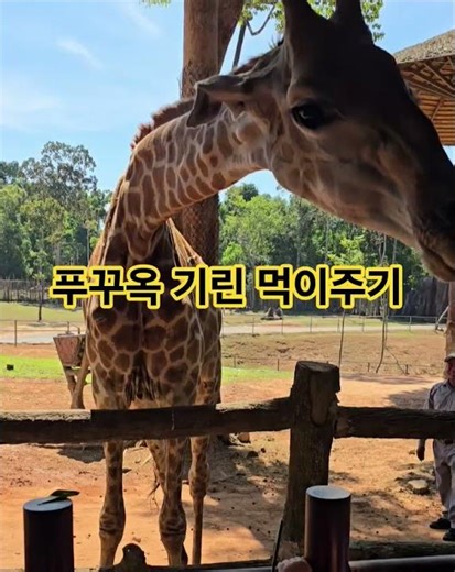 Vietnam Phu Quoc 베트남 푸꾸옥 기린 먹이주기 체험 #푸꾸옥 #푸꾸옥여행 #베트남 #베트남여행 #동남아 #동남아여행