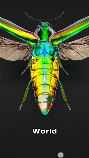Jewel Beetle – Nature’s Living Metal