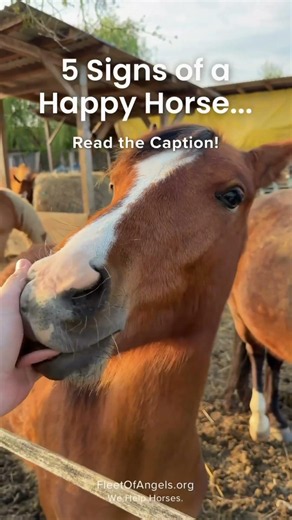 5 Signs of a Happy Horse