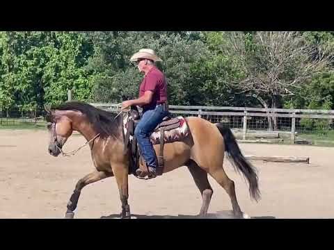 Gold Bucks Royale Versatility Ranch Horse Video