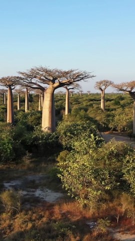 Wildlife from Above: Madagascar's Diverse Habitats.