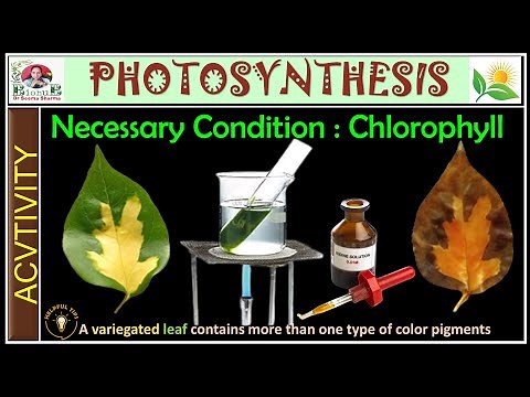 Activity: Chlorophyll is necessary for Photosynthesis