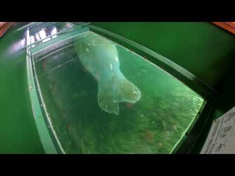Take a ride on the glass bottom boats of Silver Springs State Park