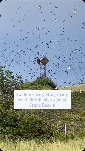 The Crane Estate - Castle Hill | Beach | Wildlife Refuge on Instagram: "Check out these Swallows who are staging at Crane Beach. Staging means they are getting ready for their fall migration south - gathering together to make travel buddies, and eating lots of insects to build energy stores. In late summer you can see many species of birds gathering to prepare for the long journey to their winter home. Safe travels to our feathered friends! #thetrustees #craneestate #castlehill #cranebeach #ipsw