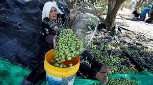 Olive and algorithm: Is technology key to food security?