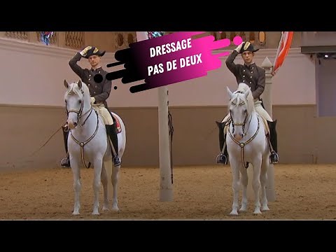 Spanish Riding School Pas De Deux - White Lippizaner Stallions