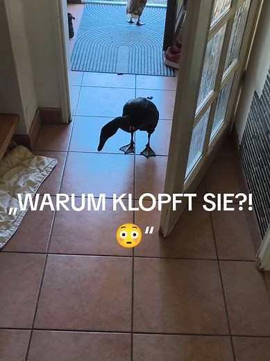 Laufenten klopfen tagsüber, abends macht alles Sinn