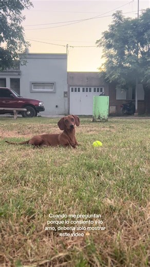 #fyyyyyyyyyyyyyyyy #perrosalchichagordobachicha #amordemivida #fy #perritodramatico