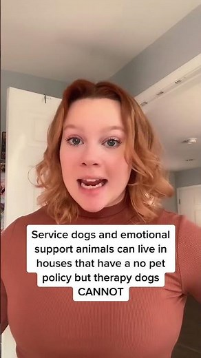 Explore the differences: emotional support animals vs therapy dogs vs service dogs!