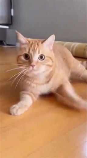 Play Hard, Nap Harder