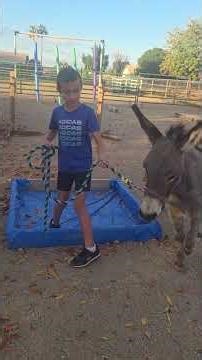 Violet being led through obstacle course by a child 12/27 #donkey #minidonkey #donkeytraining