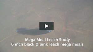 Mega Moal Leech Study