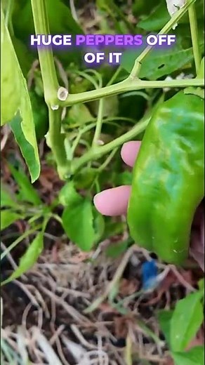 Anaheim Pepper is Large and Productive! #gardening #mybackyardgarden