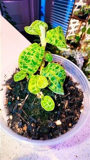 Jewel Orchid (Macodes Petola) #plants #houseplants #indoorplants #garden #shorts #shortvideo #short