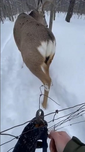 Saving a Freezing Buck Trapped in Fence ❄️