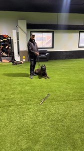 Being attacked by a trained working K9 | Shield-K9 Dog Training