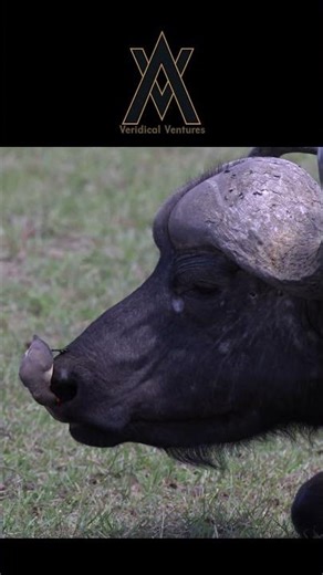 Red billed oxpecker. #wildlife #veridical_v #birds