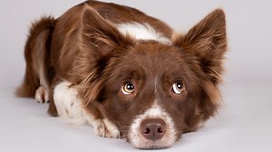Helping your pets through 4th of July fireworks