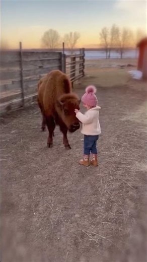 Little Bison and Girl Become Best Friends 💗