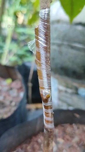 GardeningFruits on TikTok