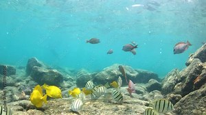 Close view of Convict Tang and Yellow Tang fish feeding on ocean floor, 4K